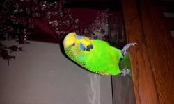 hello i have four green english budgies. proven breeding pair woth two babies at 9 weeks. 13473098618