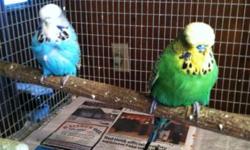 Big, English Budgies, male and female, good feather. $75.00 each