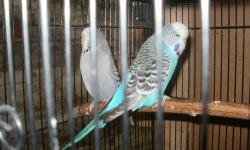 Young english budgies, close banded, home bred or, huge babies, $35 and up each All young birds. No shipping .
QUANTITY DISCOUNT
Please contact, we are in Northern Westchester County, NY