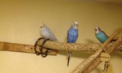 Young english budgies, close banded, home bred or, huge babies, $35 and up each All young birds. No shipping .
Please contact, we are in Northern Westchester County, NY