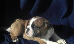11 week old AKC English Bulldog female available. Champion Bloodlines. Born 9/1/12. All shots and de-wormed. Family raised. Please call or text for more information....845-381-4462.