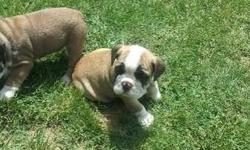 I have 3 English bulldog puppies that are 7 weeks old and I am looking for a nice comfortable family to re home some of them with. The sires parents are Westminister AKC champion bloodline dogs. Please call only if you are serious with good intentions.