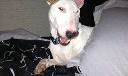 1 1/2 Year old Female English Bull Terrier - She is spayed, UTD on vaccines, microchipped, housebroken, crate trained, and fully obed trained (on and off leash) Good with kids - MUST BE ONLY PET! She is a super sweet girl but does not get along with other