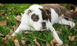 I have an English bulldog. Not fixed 4 months old. Has two shots. Needs more. Great with other dogs and kids.
This ad was posted with the eBay Classifieds mobile app.