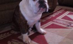 I have a English bulldog she is 5 years old utd on all her shot she is akc.she very very good with kids please call for more details (585)775-1142 and pics