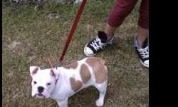 I have an female English Bulldog puppy born 11/27/12>> UTD on shots>>great with kids and other dogs >>>Papers>>>>>>>the only reason selling her is that my dog does not get along with her and I'm afraid she may get hurt; disappointing have always wanted an