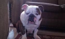 Hello I have a English bulldog she is is 5 years old a.k.c utd on all her shots she love kids. all house broken very healthy please call for more Pics and details (585)775-1142 or (585)267-0817
