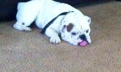 Looking to rehome our 2 1/2 year old male English Bulldog
AKC
vet checked
intact/not neutered
micro chipped
great with kids and cats
commands: sit, wait, come, outside, and off
crate, house and doggy door trained
serious inquiries only.