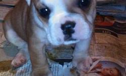 Two left females English bulldog utd on all her shots loves kids great for any family please call for more details (585)775-1142