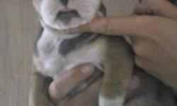I have one male English bulldog pup mom is English bulldog dad is old English bulldog mom and dad are here puppy is 8 weeks old born April 13th vet checked dewormed and ready to go
He is a blue fawn tri color
Asking 1000$ or best offer
This ad was posted