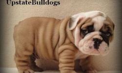 UpstateBulldogs has been established since 2006. We strive to provide top quality bulldogs in our area for families to love. We are all about preserving the breed, preserving that "special" line, and bettering the breed. Visit our site or call us to