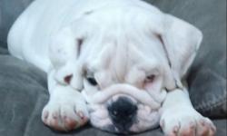 Male English Bulldog - White - 6 months old, born 03/25/14. Still intact, all shots up to date. Crate trained. Sweet puppy - great with children, adults and dogs. 5 generation pedigree - akc champion blood line. Medical records and AKC registration papers