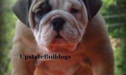 UpstateBulldogs has been established since 2006. We strive to provide top quality bulldogs in our area for families to love. We are all about preserving the breed, preserving that "special" line, and bettering the breed. All pups are UTD on all shots &