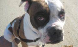 English Bulldog - Cody - Extra Large - Adult - Male - Dog
THIS GUY IS AS SWEET AS HE IS BIG
? AND THAT IS SAYING A LOT!
Cody is a 4 +/- year old Bull Dog mix, and he has loads of love to share.
A chronic face licker ? if you let him, and a great hugger,