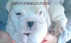 We provide English Bulldogs bred to Standard for Confirmation, Temperament, and Health. Come See us @ www.upstatebulldogs.tk If it's not a Bulldog...It's Just a Dog!