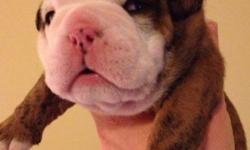 Two English Bulldog pups available, 1 red brindle male & 1 black brindle female, born October 5, 2012, will be ready November 30, 2012, but will hold for longer! Pups will be CKC registered & come with a one year health guarantee!
This ad was posted with