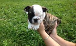 8 week old English Bulldog Puppies. All females. AKC Registered. 1st shots and dewormed. Working on potty training now as we speak. Great dispositions! Family raised with 4 children and other animals. Starting at $1800. Call or Text 845-381-4462