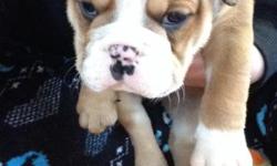 English bulldog puppies for sale. They have great papers and will be vet checked and wormed. They are family oriented . Ready to go February first. For anymore information call 6072437909 or 3156942590 3156944995. No emails please unless need to.