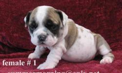AKC reg English Bulldog pups DOB 12/14/2012 and ready to go on 02/22/13. Vet checked, shots, wormed. I own both parents and they have wonderful personalities. Cost is $1400-$1600 pet price /no papers. AKC reg available at *extra cost* --no exceptions.