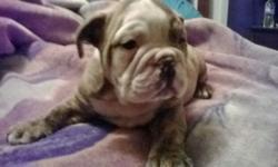 Beautiful male and female AKC registered Brindle and white English Bulldog puppies for sale. Theses puppies have been raised underfoot in our home. They have been well socialized and are very sweet and loving. They are beautiful puppies with nice heads
