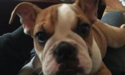 English Bulldog Puppy 6 months old with papers and shots.
We purchased her from a breeder in Yonkers NY 3 months ago, in the hopes that it would be a great companion for are one year old Lab, but are Lab is having a hard time excepting her company. Shes a