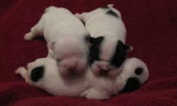 ONLY 3 BABIES LEFT! 2 FEMALES (ONES PICTURED WITH BLACK/BRINDLE SPOTS) 1 MALE (WHITE WITH SMALL MARKINGS BY EARS). PUPS WILL COME WITH AKC PAPERS, HEALTH CERTIFICATE, FIRST SHOTS AND BE WORMED. SMALL DEPOSIT WILL HOLD PUP FOR YOU. CALL FOR AN APPOINTMENT