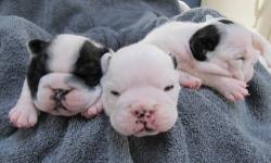 3 BEAUTIFUL PUPS! 1M/2F. MALE IS THE WHITE ONE IN THE PICTURES....NICELY MARKED, CHUBBY WITH NICE HEADS. SMALL DEPOSIT WILL HOLD PUP FOR YOU. CALL FOR APPOINTMENT TO COME AND SEE THEM.