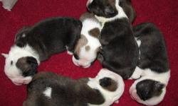 BEAUTIFUL NEWBORN PUPS WITH EXQUISITE MARKINGS! 3 M/2F.
TAKING DEPOSITS TO HOLD YOUR PUP. CALL FOR APPOINTMENT.