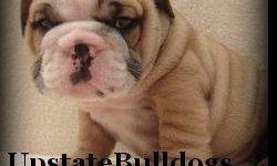 We strive to provide top quality bulldogs in our area for families to love. We are all about preserving the breed, preserving that "special" line, and bettering the breed. All pups are UTD on all shots & wormings, come with a written health guarantee.