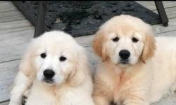Golden Retriever: 3 1/2 year old male nuetered, registered, trained English Golden Retriever. Have to sell because of allergies. Bought from breeder in Canada. Prefer home with no cats, fenced in yard. He loves children & other dogs, very gentle & loving.