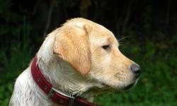 We have raised the English Labradors for over 35 years. Our puppies are blocky & stocky, very laidback and mellow, intelligent and easy to train. They are born and raised in our home and socialized to family life. They are from sound genetic lines and we