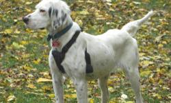 English Setter - Cagney - Medium - Young - Female - Dog
Cagney and Lacey are young setters that were found as strays. We think they were probably turned loose because they are gun shy. Cagney would like nothing more than a yard to run around in and a