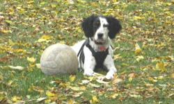 English Setter - Lacey - Medium - Young - Female - Dog
Cagney and Lacey were found as strays. We think they were turned loose because they are gun shy. Actually Lacey is very shy and unsure of new things, but very sweet. She would love a family and a spot