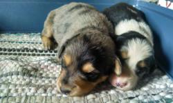 Puppies were born on May 29th 2014. The mother is an English Shepherd/Australian Shepherd cross and the father is a pure bred English Shepherd. Both parents live on our family farm. Pups will be raised around our children and will be introduced to our