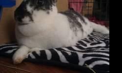 English Spot - Gypsy - Large - Adult - Female - Rabbit
Gypsy is an English Spot mix who is approximately 4 y/o +/-. She is a friendly, very active and outgoing bunny. Gypsy is easy to pick up and tolerates being held for a spell, but prefers to have her