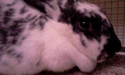 English Spot - Gypsy - Small - Young - Female - Rabbit
Don't let her name fool you - Gypsy is tired of moving around and is looking to settle down in her forever home! She is a young, active and beautiful black and white English Spot mix that loves to