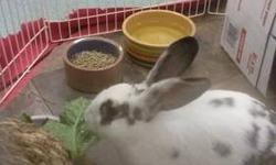 English Spot - Zoe - Medium - Young - Male - Rabbit
Zoe is a stunning white bun with black/grey markings. He has gorgeous long dark ears.
He was rescued from the streets of Flushing Queens, NY in Sept 2012 where he was wandering by himself. A caring