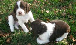Born on October 11th, 2012. Purebred English Springer Spaniels. $500. Mother is from Alabama. Father is from Ellenburgh Center, NY. Father is a good hunter (pheasants/partridges). Mother comes from show lines (her father is a champion, as well as many of