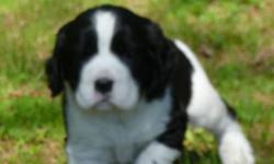 6 AKC springer pups born 5/22/14. 2 liver/white males, 1 black/white tri-color male, 1 liver/white female, 1 black/white tri-color female, 1 black/white female. Pictures are of the sire and dam and puppies @ about 7 weeks from a previous litter. Pictures
