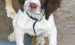 ENGLISH SPRINGER SPANIEL PUREBRED
PUPPIES FOR SALE $750
-Exceptional National Champion Breeding Lines AFC
-Both Parents are AKC registered
-Includes Shots & Vet. Check
-Easy to Train, Smart, Fun & Loving
-Sure to be your Best Friend, Family Dog
-Athletic,