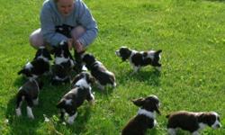 Gorgeous and LOVEABLE English Springer Spaniel Puppies....Only 2 Liver /White Females, 1 Black/ White Female still available. These little ones are full of personality and ready for their new homes now.
They are lovingly handled by children (and adults)