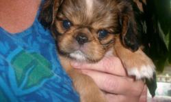 WE HAVE A LITTER OF ADORABLE PUPPIES WHICH ARE KING CHARLES SPANIELS (ENGLISH TOY SPANIELS), WHICH LOOK LIKE CAVALIERS, BUT HAVE A FLAT FACE & ARE SMALLER IN SIZE & JAPANESE CHIN. BOTH PARENTS ARE AKC & BEAUTIFUL. MOM IS A BLACK & TAN ENGLISH TOY, DAD IS
