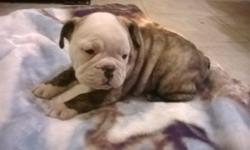 Female English Bulldog 8 weeks old ready to go. Vet checked, health certificate, shots been given by vet and vet record will come with puppy. She is fat and healthy and very sweet. Se is correct for the breed and is absolutely gorgeous. If interested in