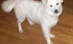 Eskimo Dog - Sammy - Medium - Baby - Male - Dog
Sammy, He is kind, gentle, and absolutely stunning in beauty. He is sweet, playful, and loves being with kids and people. He is absolutely one of the nicest little 4-5 month old babies I have ever had. He
