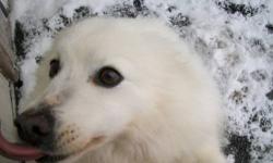 Eskimo Dog - Snowy - Medium - Senior - Female - Dog
SNOWY AND ANOTHER SMALL DOG LOST BOTH THEIR OWNERS WITHIN WEEKS OF EACH OTHER. SNOWY IS ABOUT 14 YRS OLD AND THE POM MIX IS 12 YRS OLD. THEY WERE LIVING TOGETHER BUT DO NOT HAVE TO BE ADOPTED TOGETHER.