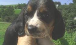Tri Basset Hound Female Puppy for sale. She is European and Appalachian Big Foot. There are over 40 Champions in her History , Parents are both on premises. Mom is a Tri Color, and Dad is Blue and White. Dad is beautiful with no health issues at all being