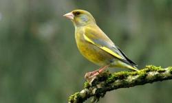 European Greenfinches for sale. Price- $85 each
For more information call 718-777-2473 or visit our store at:
24-09 41st street, Astoria, NY-11103
Business Hours:
Mon.- Sat. 11.30 am-7.00pm
Sunday Closed