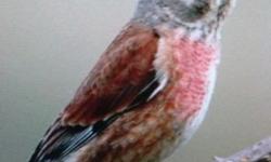 Hi I have 3 linnet left, 2 male. And 1 female