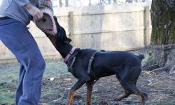 This high-quality, purebreed doberman came from a high-quality bloodline in Serbia. I have her passport, and all documentation if you decide to register her. She was bred by the Dunav v. Stam Kennels in Serbia. I will provide her pedigree to serious