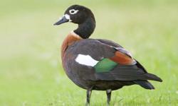 I have for sale a breeder pair of European shelduck or Common Shelduck. They are in perfect shape and in good condition. Price is for the pair.Ready for shipping on weather permitted days.